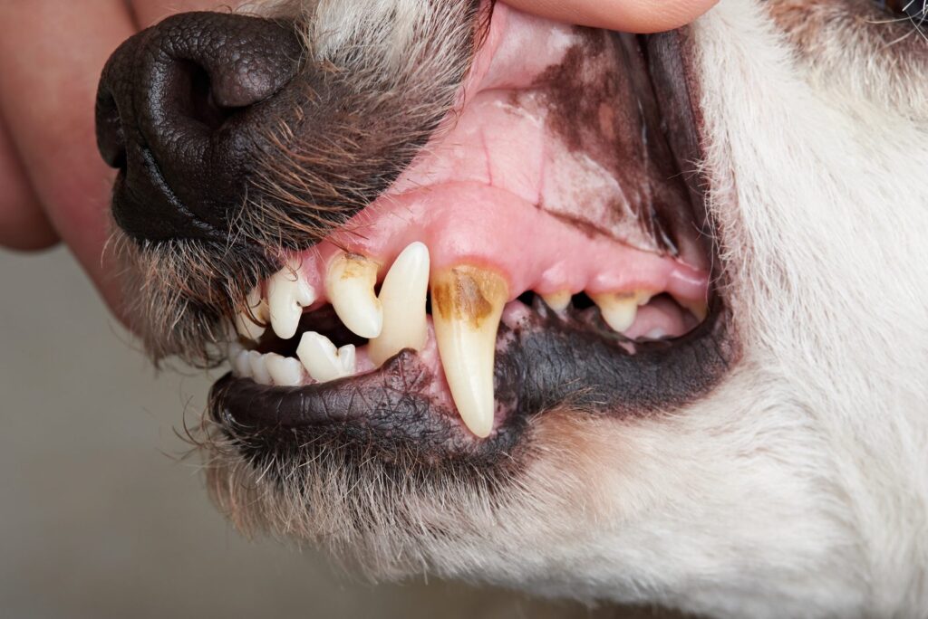 Dog Bite Injury